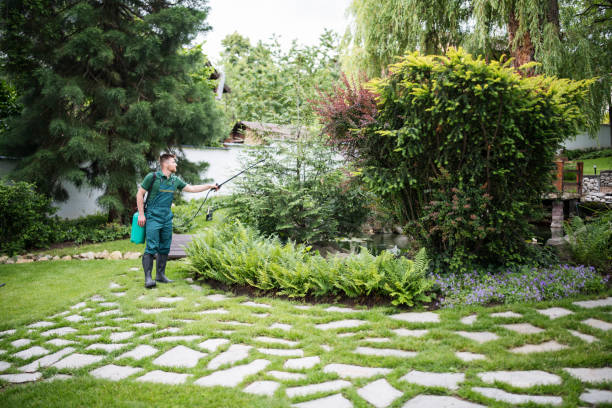 Best Local Pest Control Services  in Boron, CA
