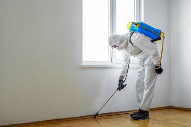 Best Termite Control Services  in Boron, CA