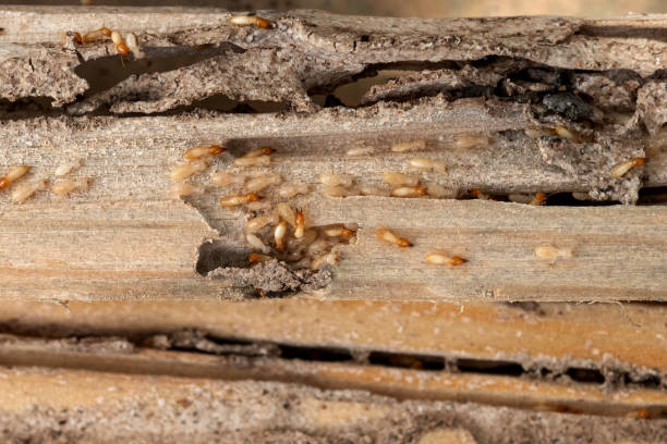 Best Mosquito Control Services  in Boron, CA